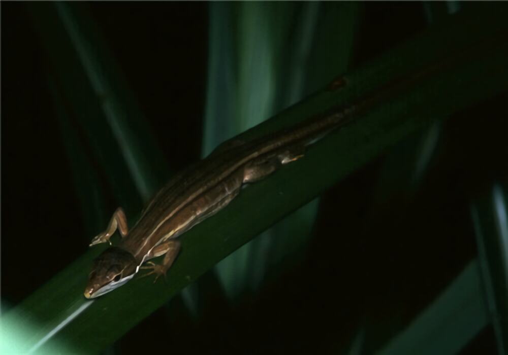 台湾草蜥身份信息