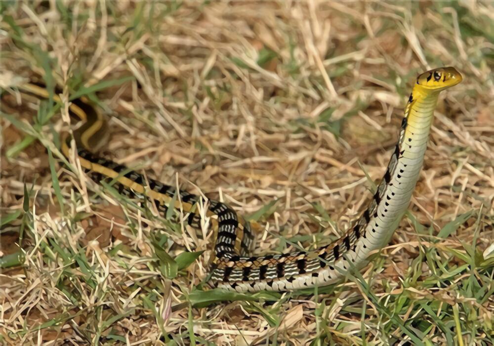 王锦蛇身份信息