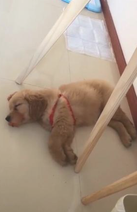狗狗入睡做梦跳摇滚乐,主人蹲下一瞧,狗嘴出洋相!