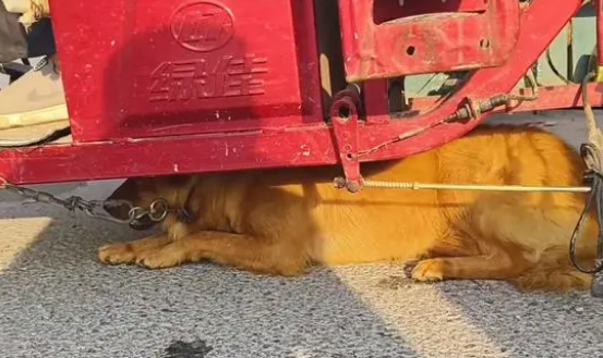 面对350块，狗主亲自把躲进车底的小狗拽出，狗贩：听人劝吃饱饭