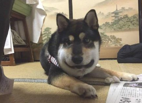 狗狗追求毒蝎子却被暴打,送到医院后肿成猪脑壳,主人仍在一旁笑