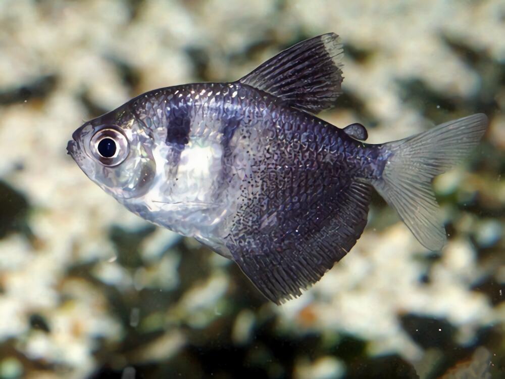 黑裙鱼身份信息