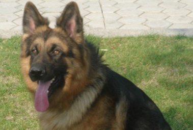 一男子以网售宠物犬为名 设骗局连骗两人上当