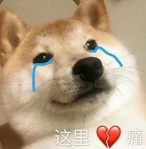 看到关晓彤给狗起的名字,网友狂笑:比我还敷衍哈哈哈!