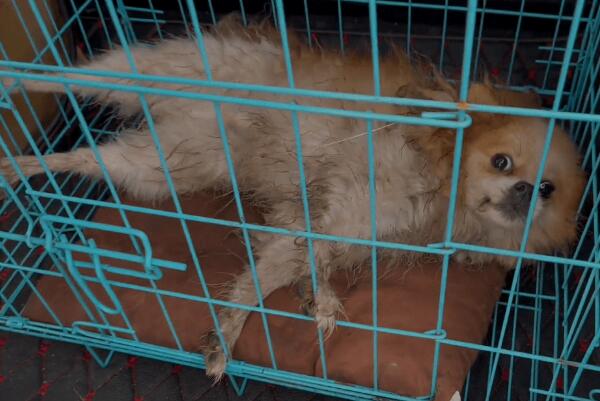 疑似遇到盗狗贼的漂亮博美,因为中毒,狗狗四肢僵硬地躺在荒地上