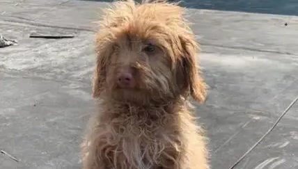 泰迪狗狗在流浪,跟路过的人乞讨,拱手的样子让人心疼