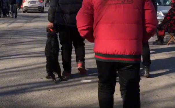 大哥狗市卖咬人的狗,不料狗狗竟咬伤自己娃,一怒之下大哥将狗打残扔上狗肉车