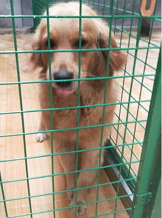 因病主人把养了4年的金毛丢弃,看着主人背影,狗狗表情让人泪奔~