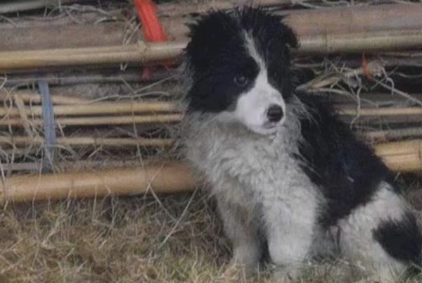 天寒地冻里捡到只流浪犬,见到它勤奋要讨好的样子,男孩儿于心不忍