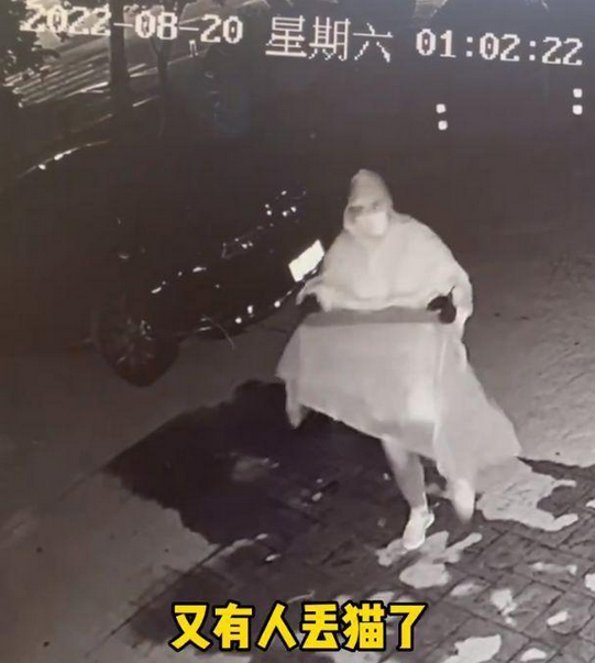 爱心网红靠流浪狗得百万打赏,猫德学院濒临破产,宠物经济真奇怪