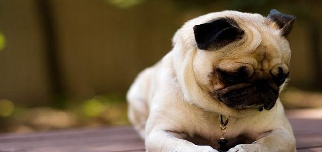 下班还要洗狗？“我家靓崽”上门帮你，丑崽变靓崽