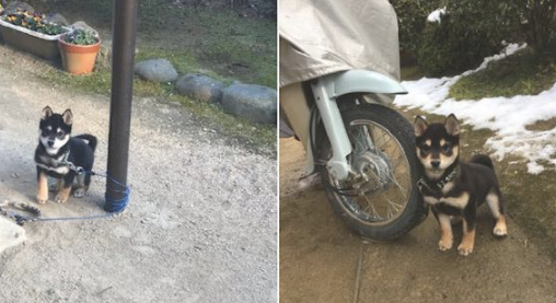 要是把柴犬拴起來,它就会把牵引绳绕两圈盘绕起來,狗:利害吧!
