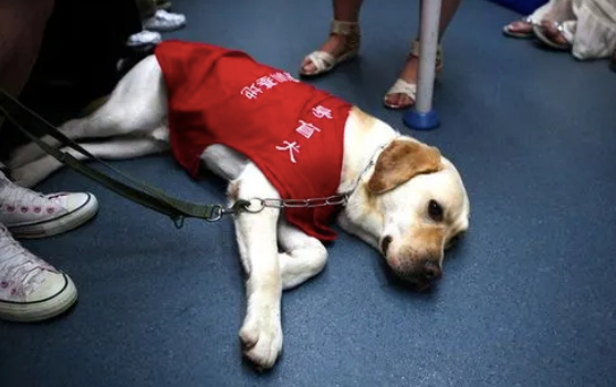 妹子搭地铁被导盲犬睡一整路,她一秒都不敢动:它一定累坏了