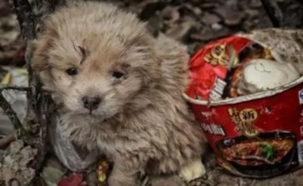 中华田园犬躲在垃圾堆里,畏畏缩缩十分害怕,最后结局暖心
