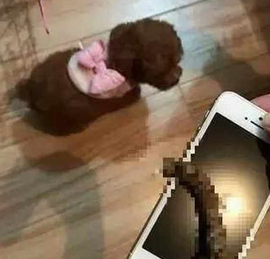 当心!泰迪犬出现这5个情况,证明它根本不把你放在眼里!