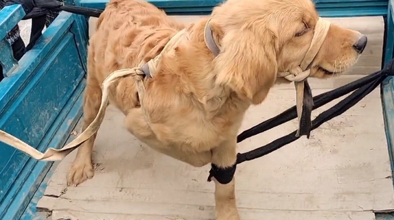 被五花大绑的金毛一到狗市就成焦点,大妈:路上跑了,我上哪撵去