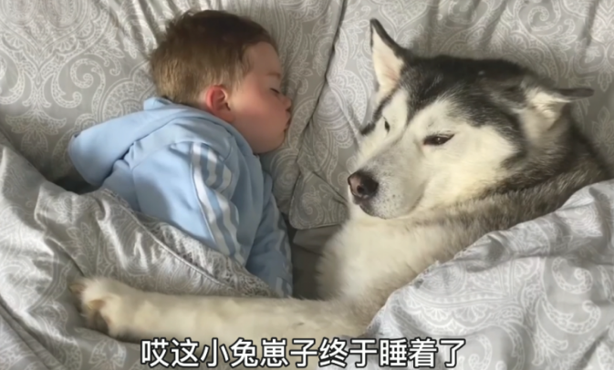 小主人赶跑了父亲,却要二哈哄它睡,还跟狗子共享牛乳喝