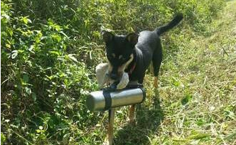 超贴心忠犬听到割草机声音停下 就递茶水