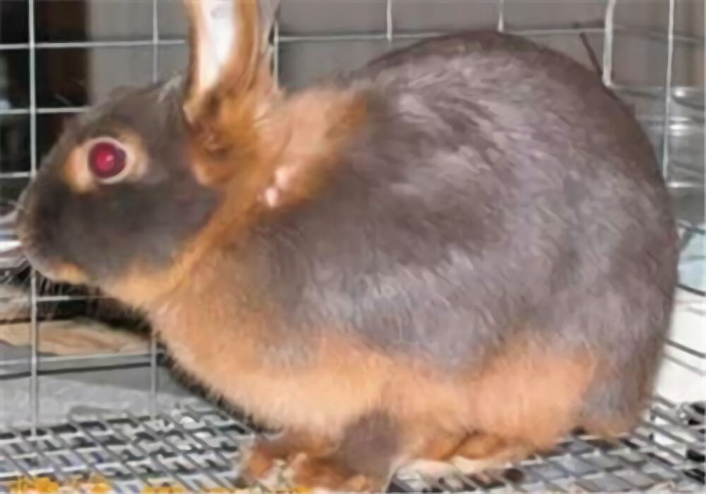 美国黄褐色家兔身份信息