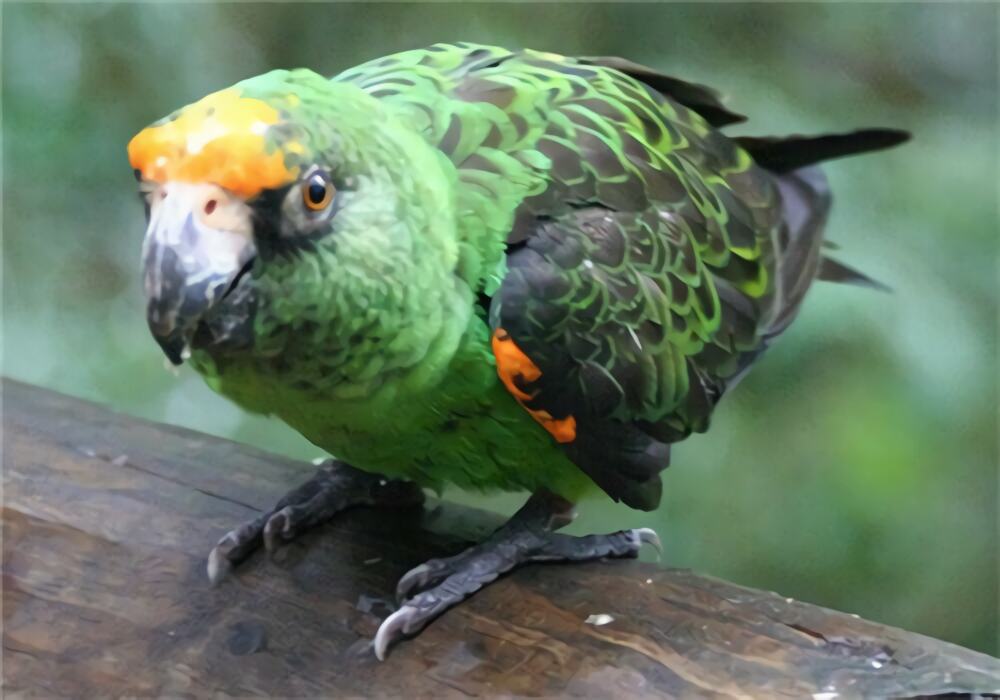 贾丁氏鹦鹉身份信息