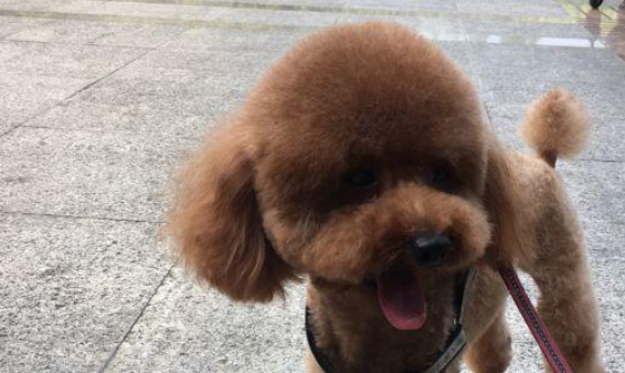 遛猫遛狗时,边牧将泰迪咬成受伤!泰迪主人家:边牧主人家一去不回
