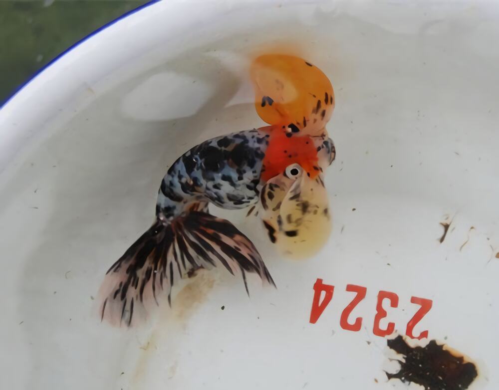 花水泡身份信息