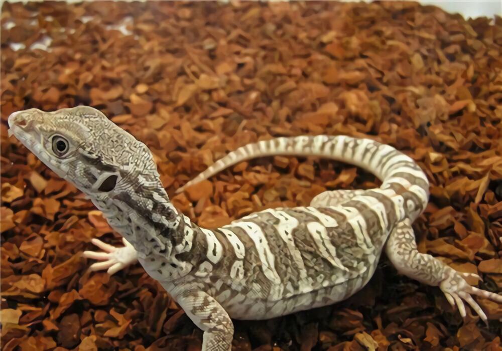 砂巨蜥身份信息