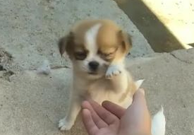 主人教小狗挥手,狗妈故作站起遮挡,主人一巴掌下来!