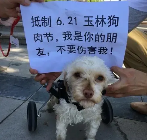 重庆一小伙捡了一只流浪狗回家,没想到这只流浪狗后来成了网红狗