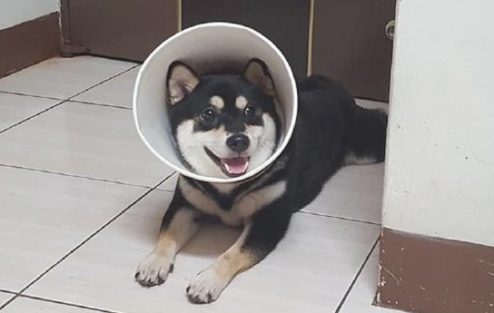 柴犬偷食了麦当劳,主人家处罚它把纸桶套在它头顶,狗:这波不亏!