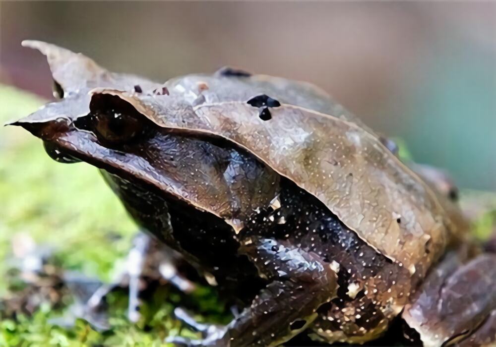 三角枯叶蛙身份信息