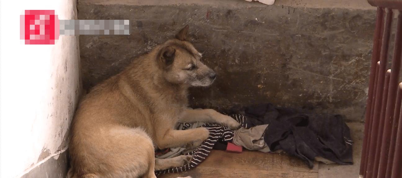 “我的狗不咬人!”贵州一女子将狗养在楼道内,邻居不干了!