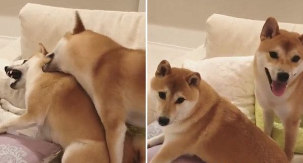 日本柴犬兄弟超级爱打架 妈妈狮哄秒变乖宝宝
