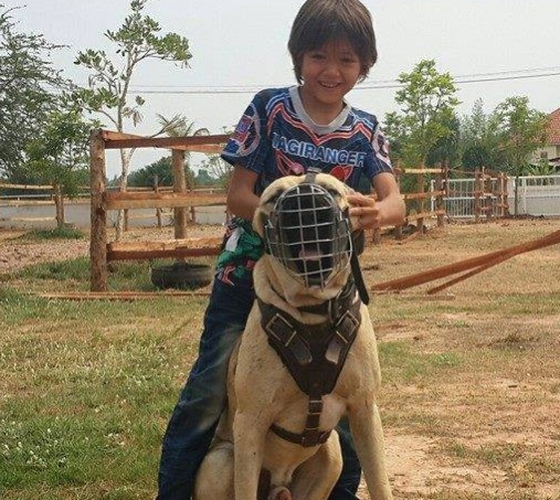看管监狱的神秘猛犬,人称越狱终结者,以撕裂对方喉管闻名