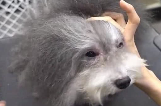 带毛发杂乱的流浪狗修剪造型，看到狗狗的真面目后，铲屎官愣住了