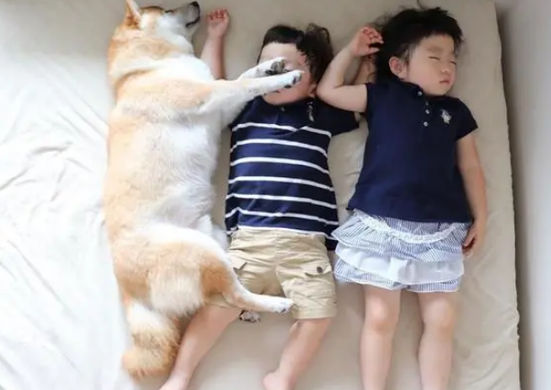 超萌，日本一只柴犬喜欢陪两个小主人睡觉，各种睡姿太温馨了