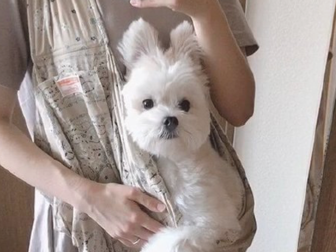 女主要自拍,狗狗把自己的耳朵竖起来,仿佛米奇老鼠!