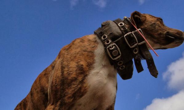 这4种猛犬,被称为“野猪的克星”,其中一种来自中国