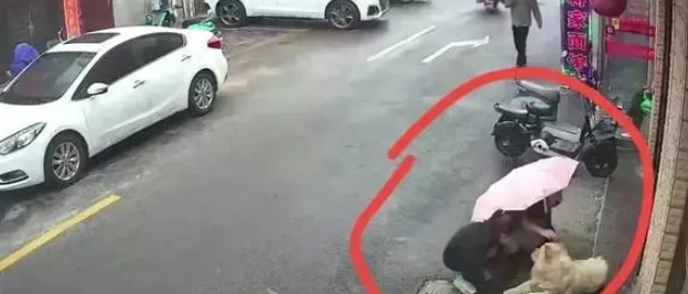 一向乖巧的宠物狗,被一女子逗发性情,后果不堪