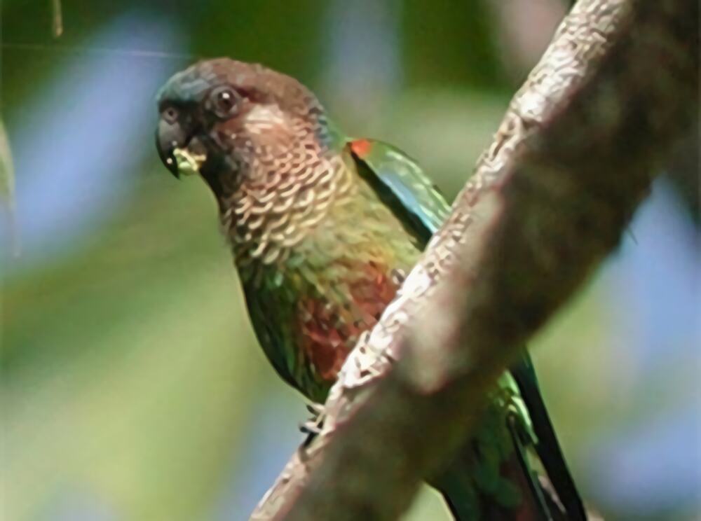 彩绘锥尾鹦鹉身份信息