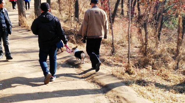 抚顺可以带狗的景区 | 抚顺高尔山风景区有多人遛狗 游客见着都躲着走