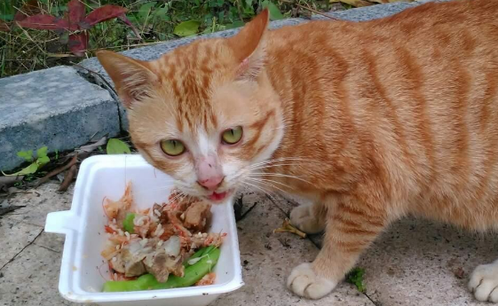 网友:为何周边都是流浪猫,却很少看见流浪狗?