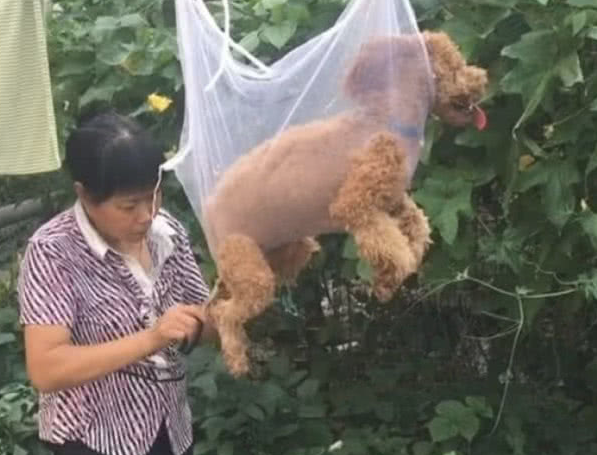 女生在屋子里入睡,听见狗狗狂叫不断,醒来后被妈妈这实际操作笑哭
