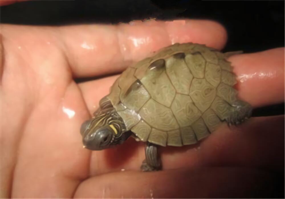 密西西比地图龟身份信息