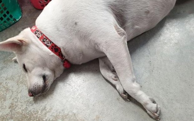 农村大爷收养的田园犬,从不吃狗粮,竟胖成一只猪