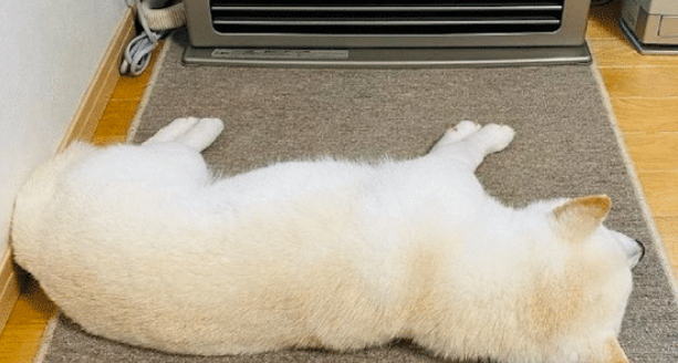 自从家里打开了取暖器,柴犬就在前面没动过,要烤得金黄再翻面?