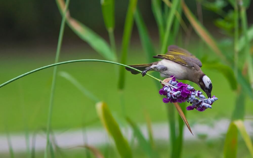 白头鹎身份信息