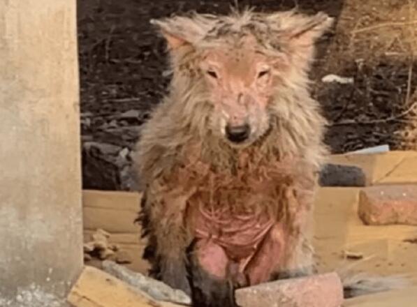 满是褴褛的流浪狗，却不愿离开它的“家”，狼狈模样谁又知它是萨摩耶