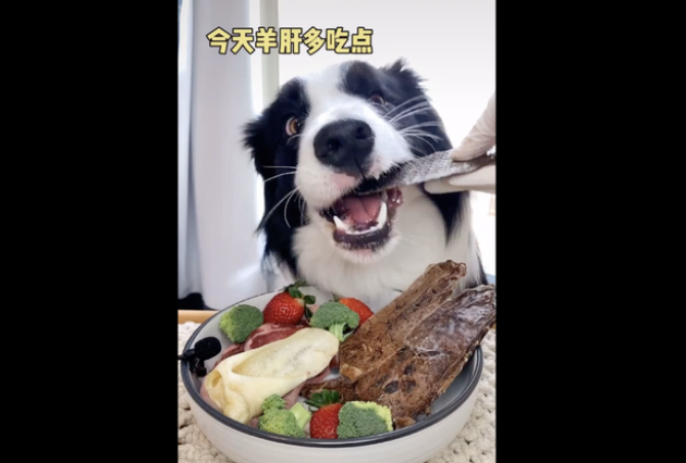 宠物网红,替人赚钱的工具猫狗