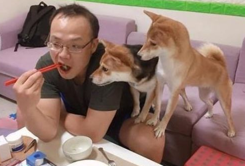 嘴馋柴犬偷吃煎荷包蛋,主人高声斥责,狗子转头看过一眼再次偷吃